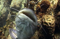 catfish koh tao thailand