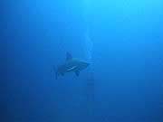 videograher filiming bullsharks at chumphon pinnacle koh tao