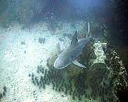videograher filiming bullsharks at chumphon pinnacle koh tao