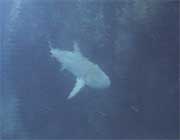 videograher filiming bullsharks at chumphon pinnacle koh tao