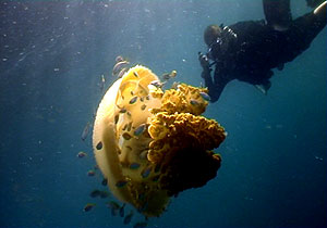turtle koh tao