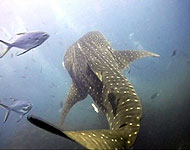 whaleshark film by ddp
