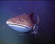whaleshark filmed in koh tao