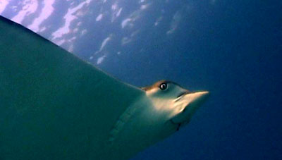 eagle ray - thailand