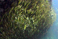 fusilers koh tao