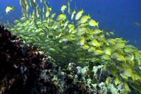 fusilers koh tao