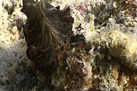 flatworm koh tao