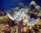 green turtle koh tao
