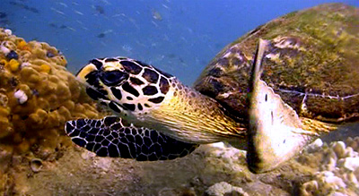 hawksbill turtle - koh tao
