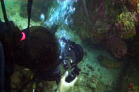 filming a moray eel