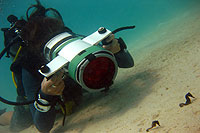 filming seahorses