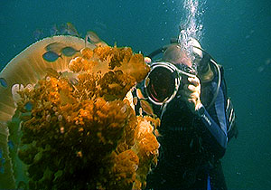 videographer filming jelly fish