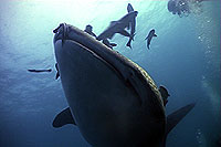whaleshark - thailand