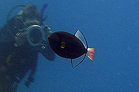 filming pink tailed triggerfish