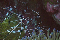 shrimp