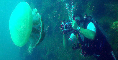 video trainee filmed jellyfish