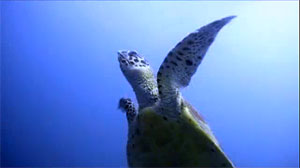 turtle filmed in thailand