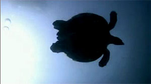 turle