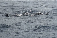 false killer whales