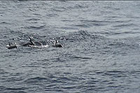 false killer whales koh tao