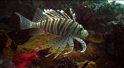 lionfish - thailand