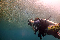mango bay fiming fusiliers