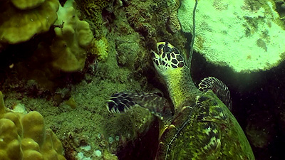 hawksbill turtle | Koh Tao
