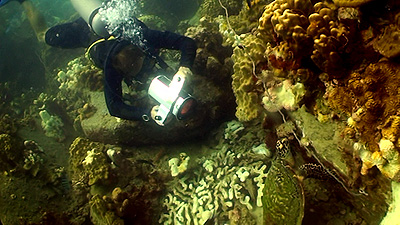 dan filming a turtle | Thailand