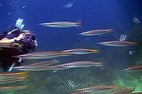 barracuda filmed by video student