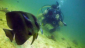 batfish - koh tao