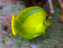 mimic surgeonfish