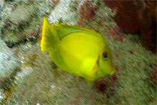 mimic surgeonfish - koh tao