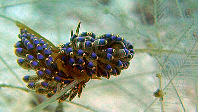 nudibranch film at twin peaks - koh tao