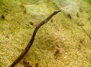 pipefish - koh tao