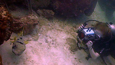 video training filming puffer fish on koh tao