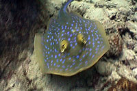 spotted stingray koh tao