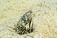 sand eel