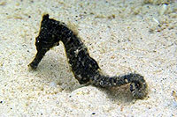 seahorse