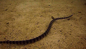 seasnake - koh tao