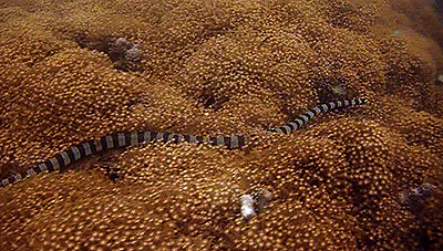 sea snake filmed - thailand
