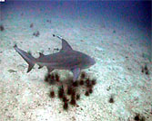 videograher filiming bullsharks at chumphon pinnacle koh tao