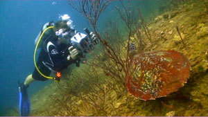 student filming turtle