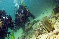 batfish