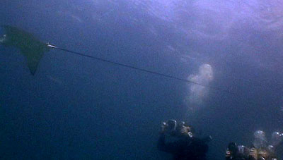 students filming eagle ray - koh tao