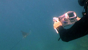 eagle ray filmed by trainee videographers