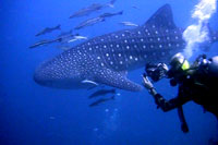 whaleshark - student - chuomphon