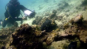 underwater filming - koh tao