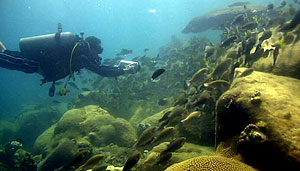 video training dives - koh tao