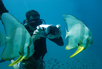 tim-koh tao