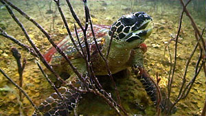 hawksbill turtle filmed on koh tao